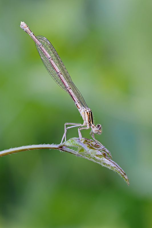 Platycnemis pennipes ?